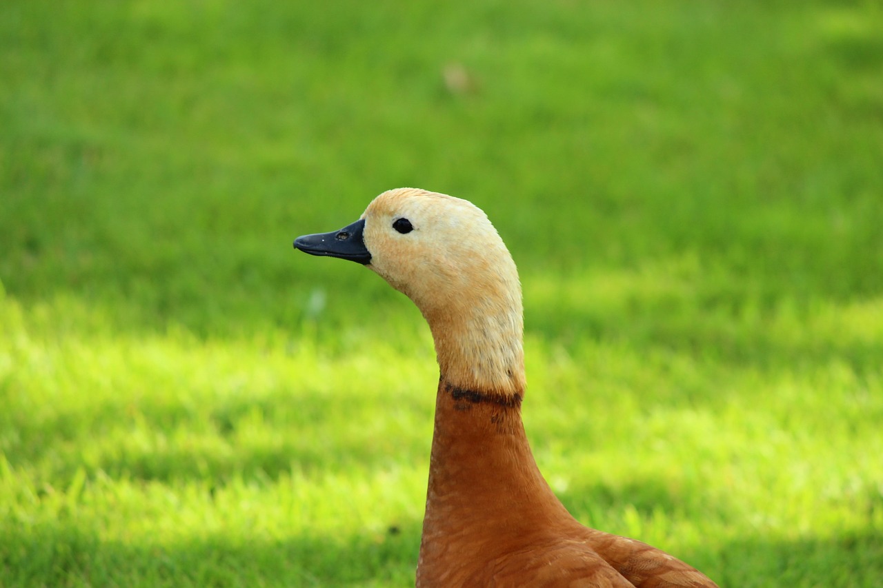 duck-1713078_1280